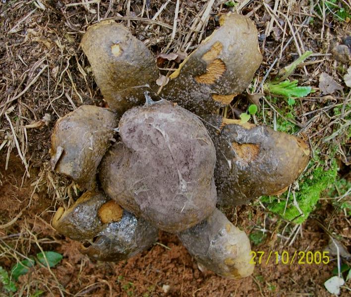 Scleroderma polyrhizum